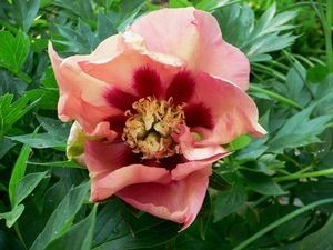 Пион ИТО-гибрид Old Rose Dandy (Олд Роуз Дэнди)